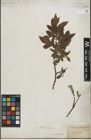 Foto von Salix lapponum L. x Salix silesiaca Willd.
